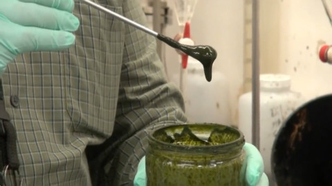 用藻类提炼石油,1小时完成浓缩过程,传统石油或将有替代品